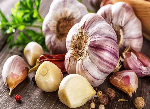تصویر 4 از قیمت خرید سیر تازه شمال + فروش ویژه